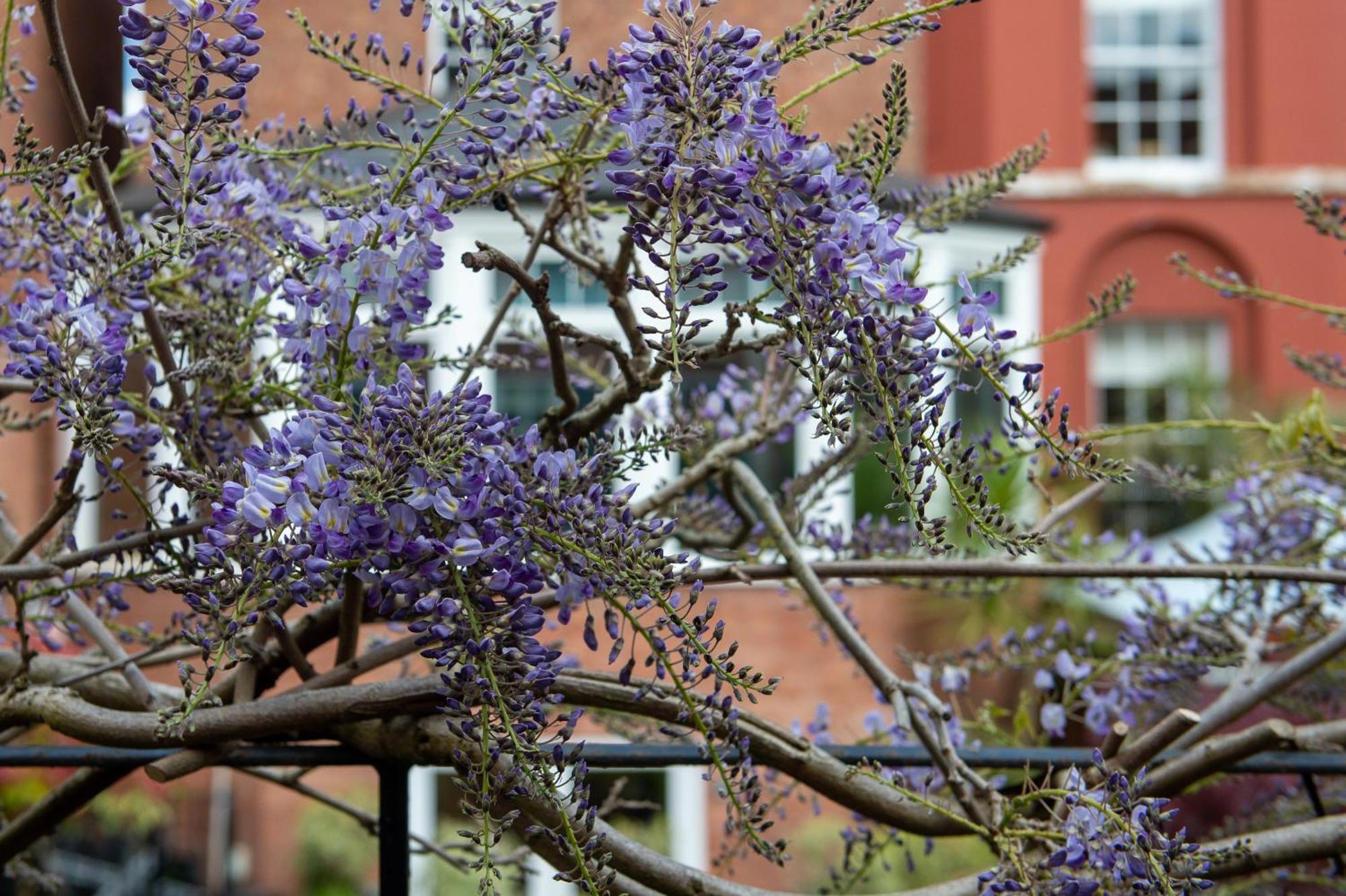 Darwin'S Townhouse Bed and Breakfast Shrewsbury Exteriör bild Wisteria sinensis